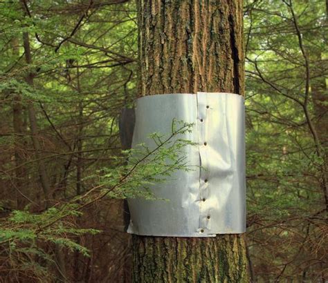 sheet metal for trees|wrap protect tree from squirrel.